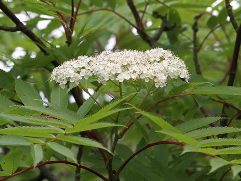 Sorbus commixta