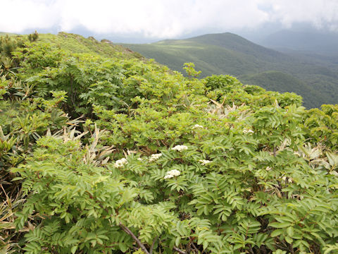 Sorbus commixta