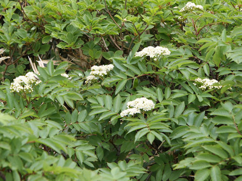 Sorbus commixta