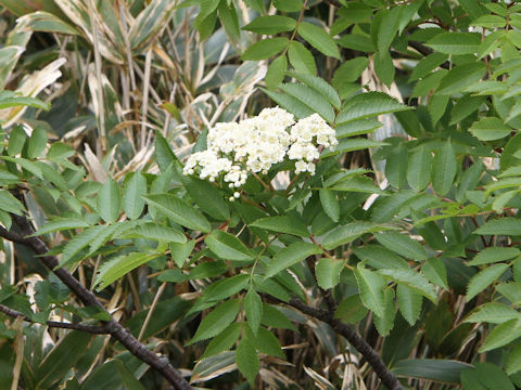 Sorbus commixta