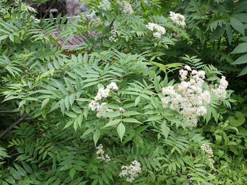 Sorbus commixta