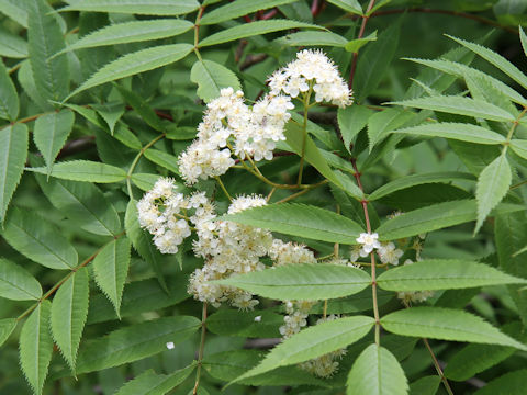 Sorbus commixta