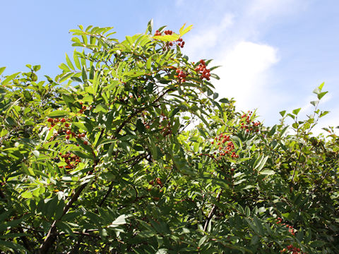 Sorbus commixta