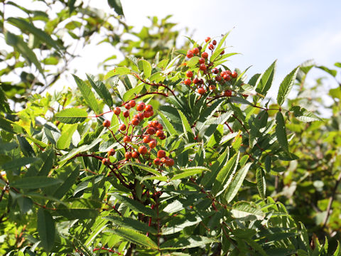 Sorbus commixta