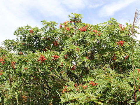 Sorbus commixta