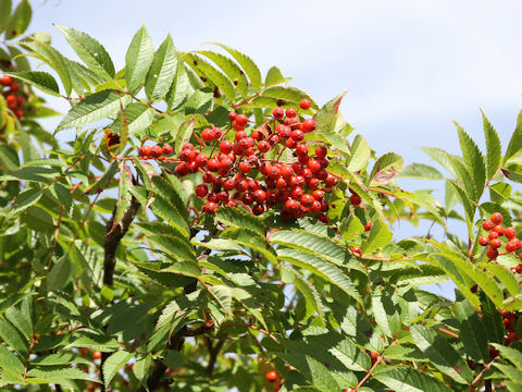 Sorbus commixta