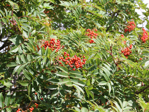 Sorbus commixta