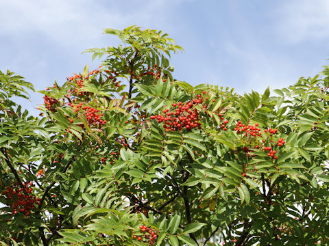 Sorbus commixta