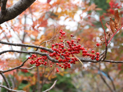 Sorbus commixta