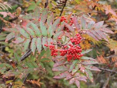 Sorbus commixta