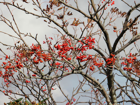 Sorbus commixta