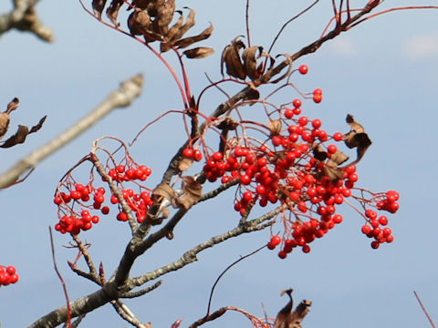 Sorbus commixta