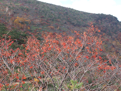 Sorbus commixta