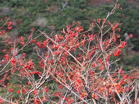 Sorbus commixta