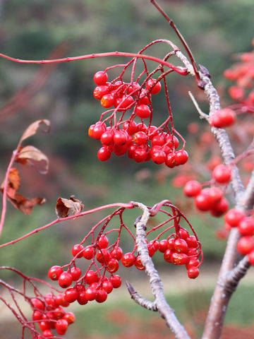 Sorbus commixta