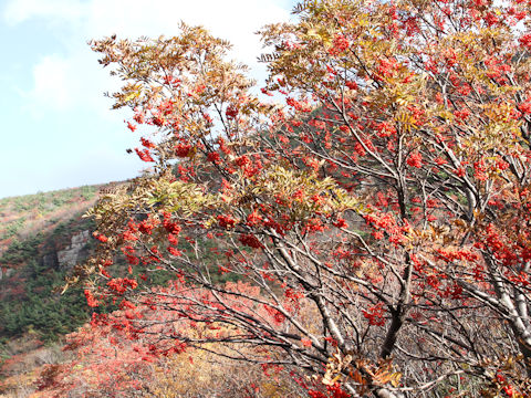 Sorbus commixta