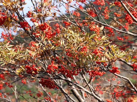 Sorbus commixta