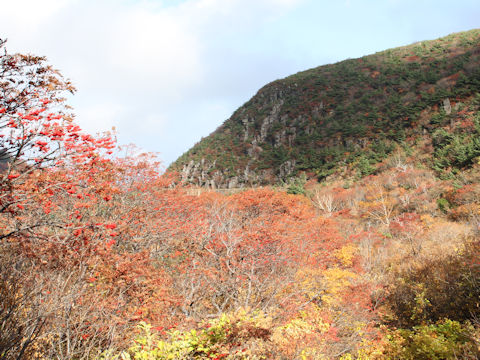 Sorbus commixta