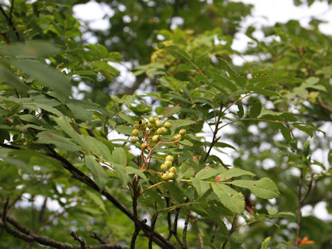 Sorbus commixta