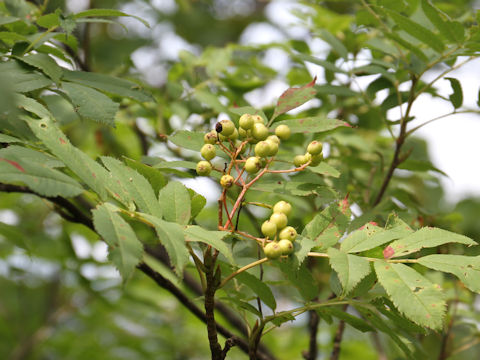 Sorbus commixta