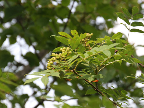 Sorbus commixta