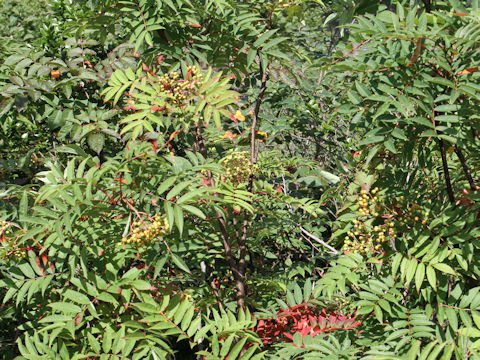 Sorbus commixta