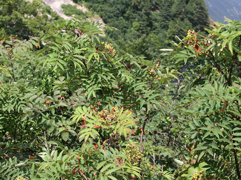 Sorbus commixta