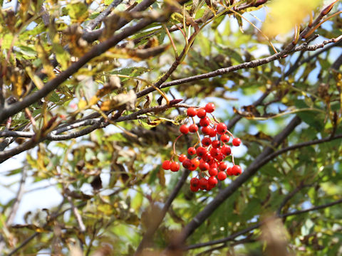 Sorbus commixta