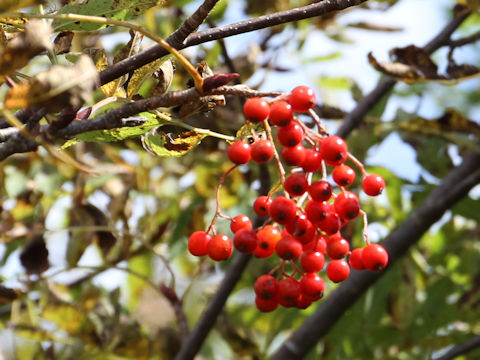 Sorbus commixta