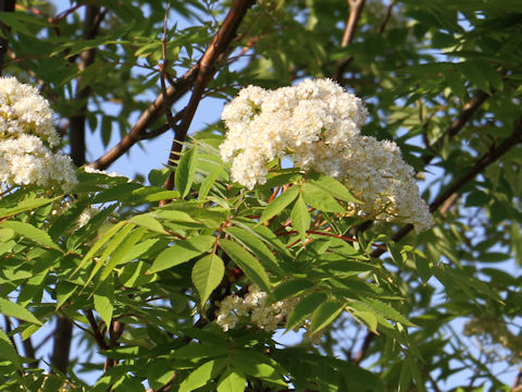 Sorbus commixta