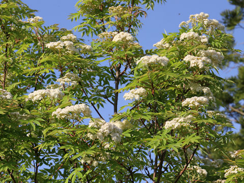 Sorbus commixta