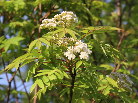 Sorbus commixta