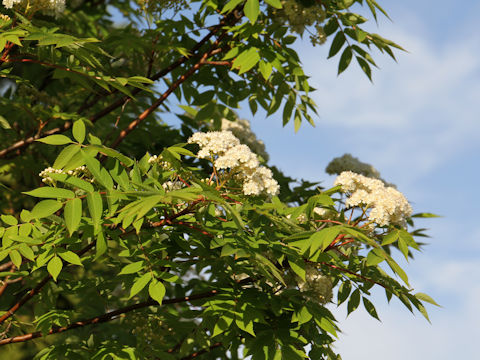 Sorbus commixta