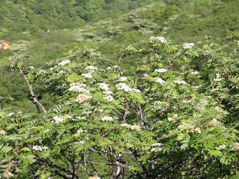 Sorbus commixta