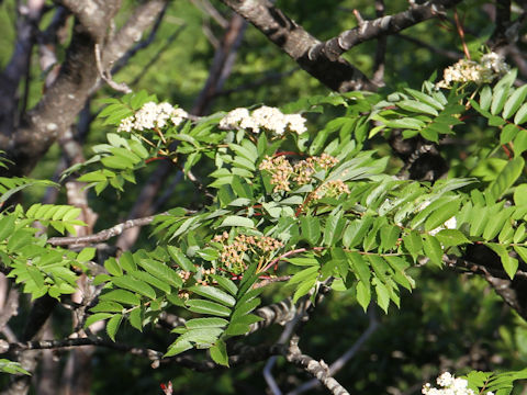 Sorbus commixta