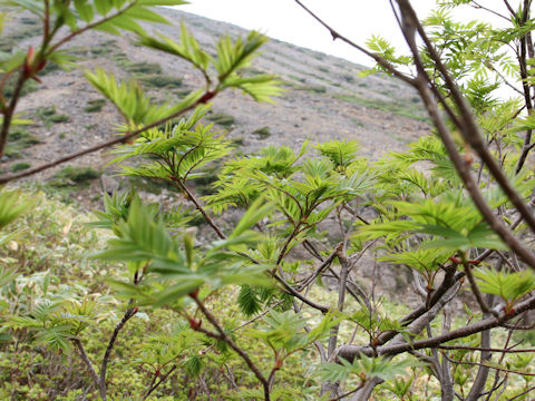 Sorbus commixta