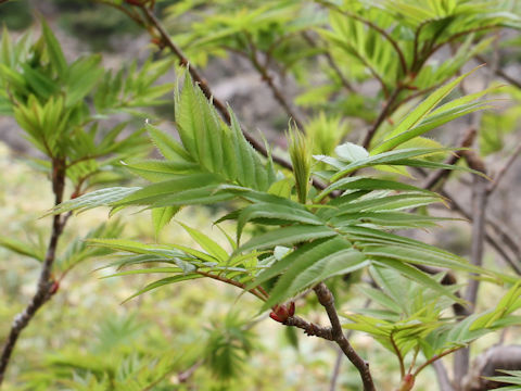 Sorbus commixta