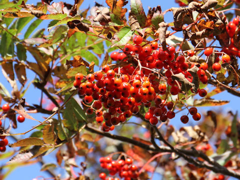 Sorbus commixta