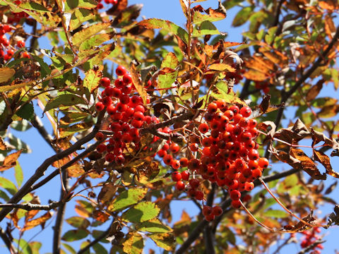 Sorbus commixta