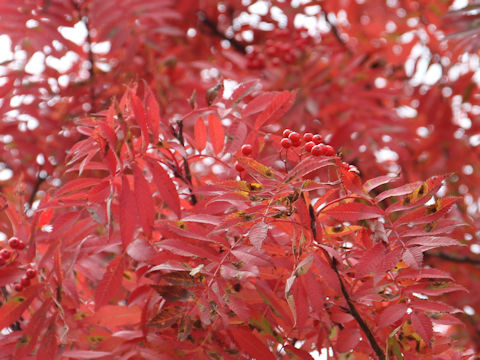 Sorbus commixta