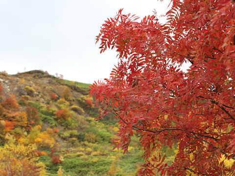 Sorbus commixta