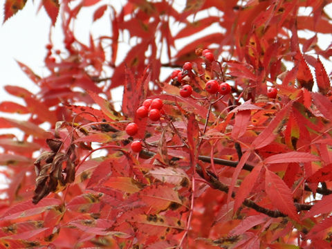 Sorbus commixta