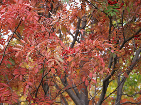 Sorbus commixta