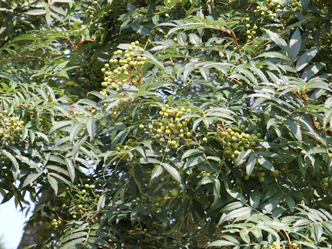 Sorbus commixta