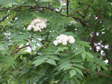 Sorbus commixta