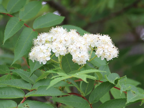 Sorbus commixta