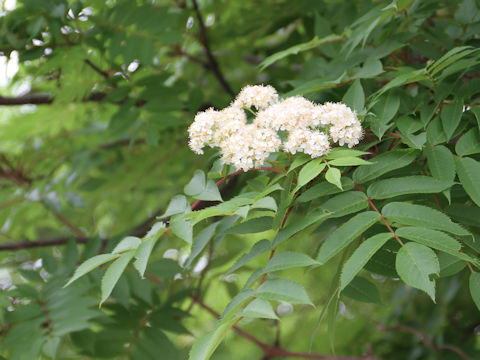 Sorbus commixta