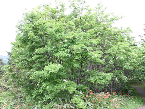 Sorbus commixta