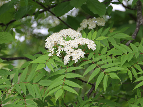 Sorbus commixta