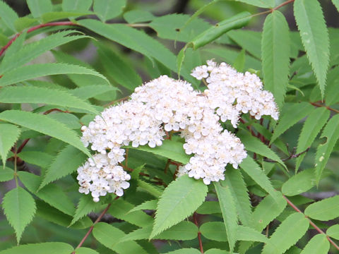 Sorbus commixta